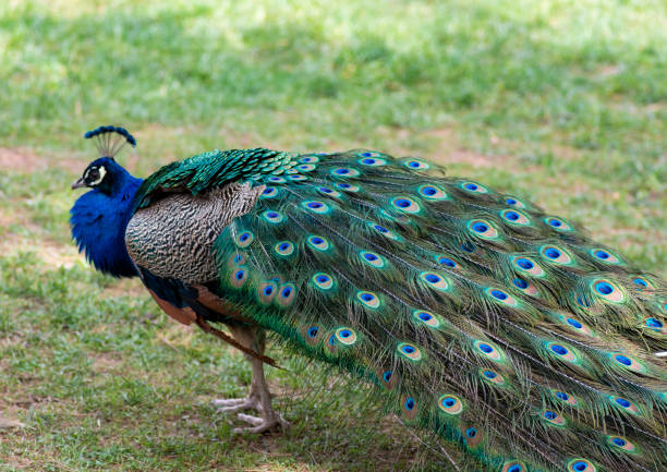 istock Beautiful peacock showing off his tail 1150440884