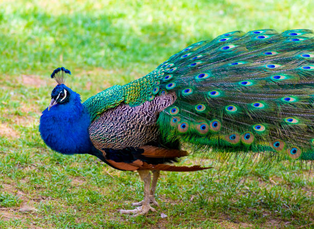 istock Beautiful peacock showing off his tail 1150441500
