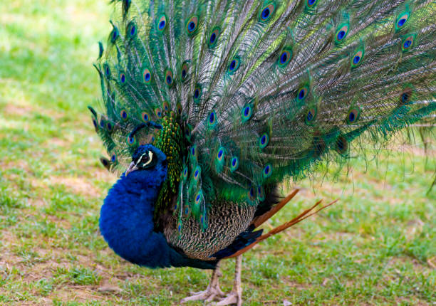 istock Beautiful peacock showing off his tail 1150441804