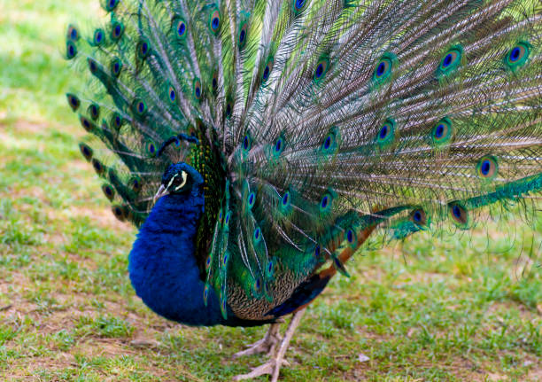 istock Beautiful peacock showing off his tail 1150441924