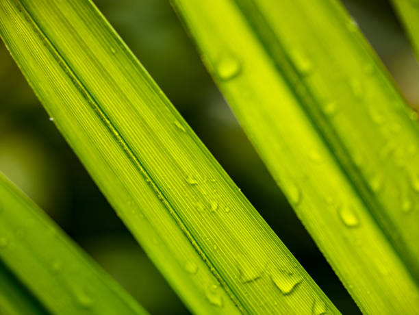 palm Leaves with drop of water