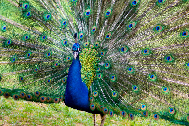 istock Beautiful peacock showing off his tail 1150442208