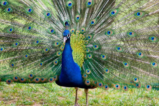 istock Beautiful peacock showing off his tail 1150443317