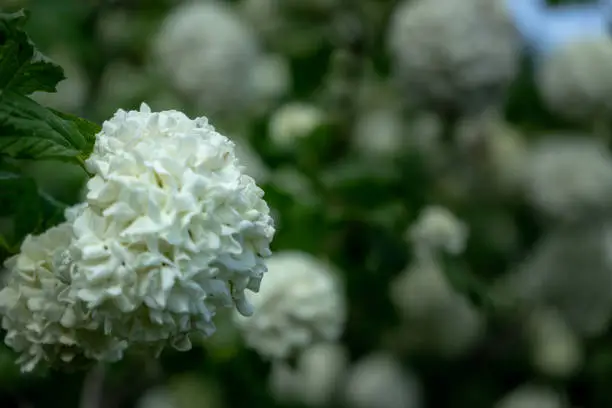 Hortensie, scientific name Hydrangea macrophylla, close-up view of the flower looking like a snowball, with shallow depth of field on a bush