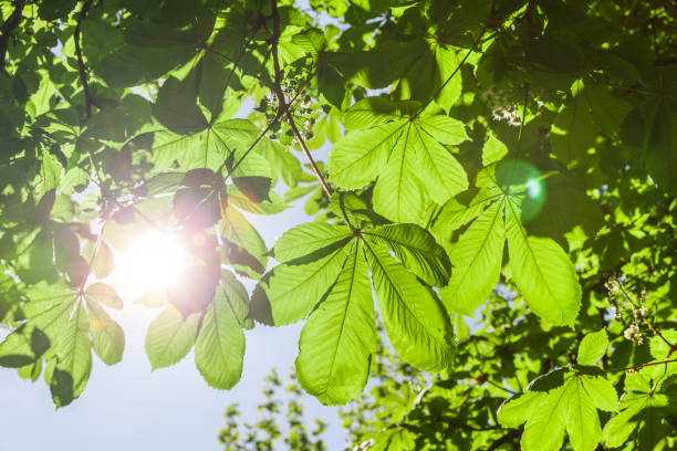 Light in the leaves of a chestnut tree