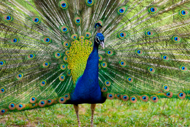 istock Beautiful peacock showing off his tail 1150444126
