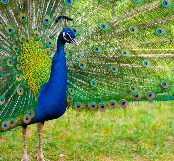 istock Beautiful peacock showing off his tail 1150444603