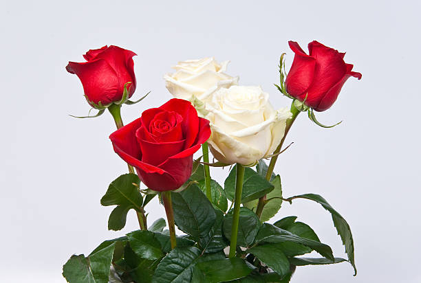 róż - english rose zdjęcia i obrazy z banku zdjęć