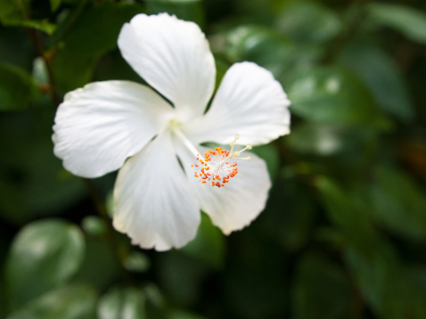 White hibiscus flower detail