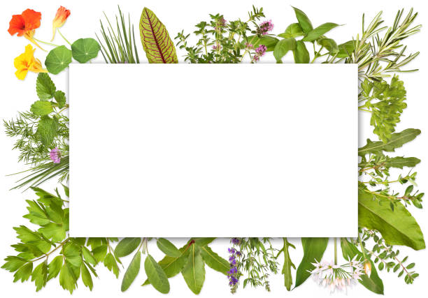 Blank label framed by herbs 1 Blank label framed with many different herbs, Design 1. tropaeolum majus garden nasturtium indian cress or monks cress stock pictures, royalty-free photos & images