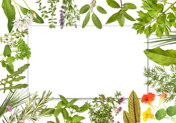 Blank label framed by herbs 2 Blank label framed with many different herbs, Design 2. tropaeolum majus garden nasturtium indian cress or monks cress stock pictures, royalty-free photos & images