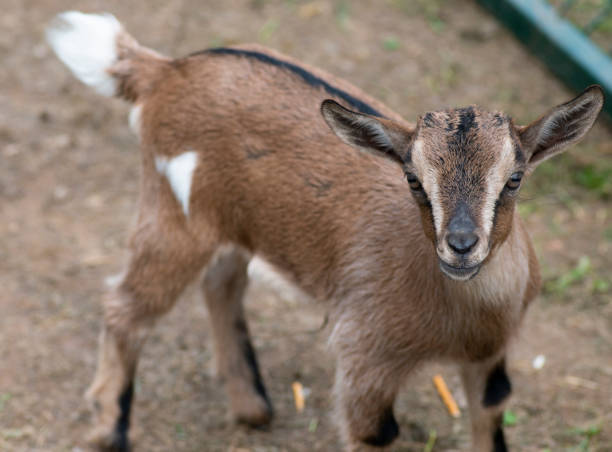 istock Two cute goat in spring green grass 1150448975