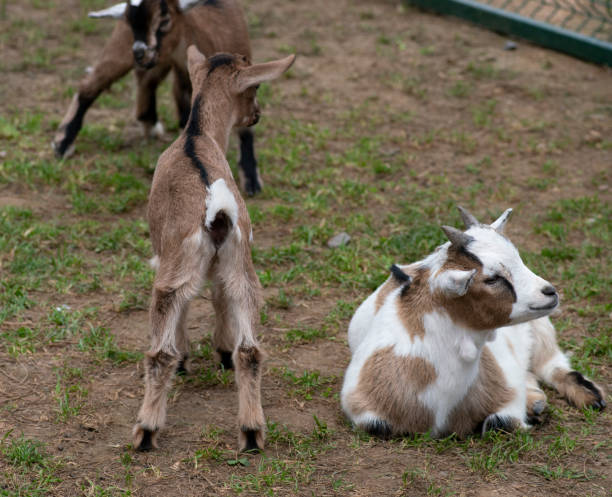 istock Two cute goat in spring green grass 1150449055
