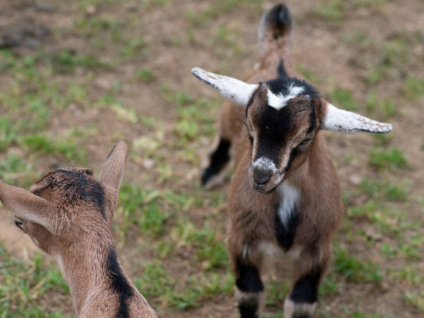 istock Two cute goat in spring green grass 1150449076