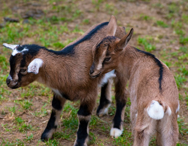 istock Two cute goat in spring green grass 1150449138