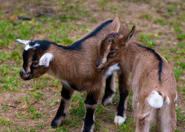 istock Two cute goat in spring green grass 1150449140