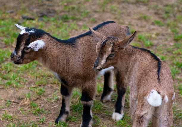 istock Two cute goat in spring green grass 1150449649