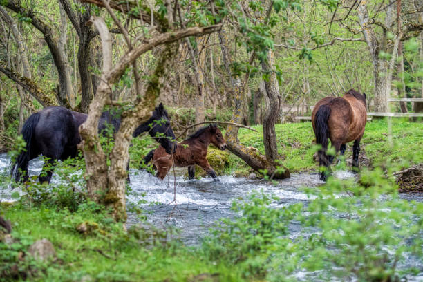 pferde, die im frühling an einem gebirgsfluss vorbeiziehen - cowboy blue meadow horizontal stock-fotos und bilder