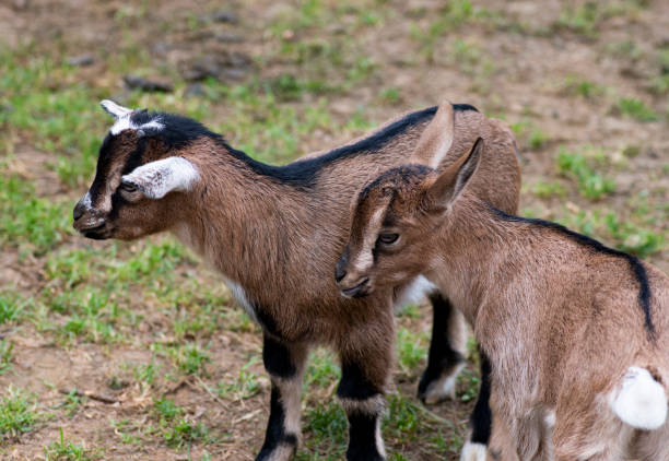istock Two cute goat in spring green grass 1150449742