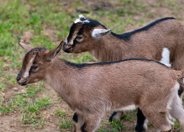 istock Two cute goat in spring green grass 1150449757