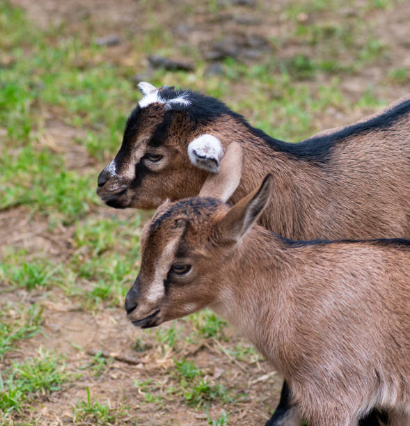 istock Two cute goat in spring green grass 1150449772