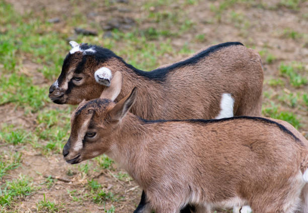 istock Two cute goat in spring green grass 1150449779