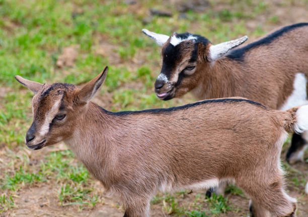 istock Two cute goat in spring green grass 1150449781