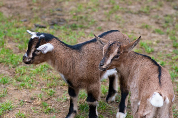 istock Two cute goat in spring green grass 1150449786