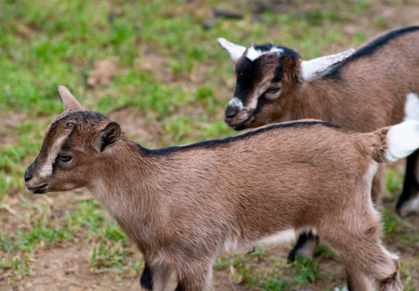 istock Two cute goat in spring green grass 1150449810