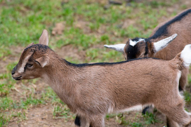 istock Two cute goat in spring green grass 1150449892