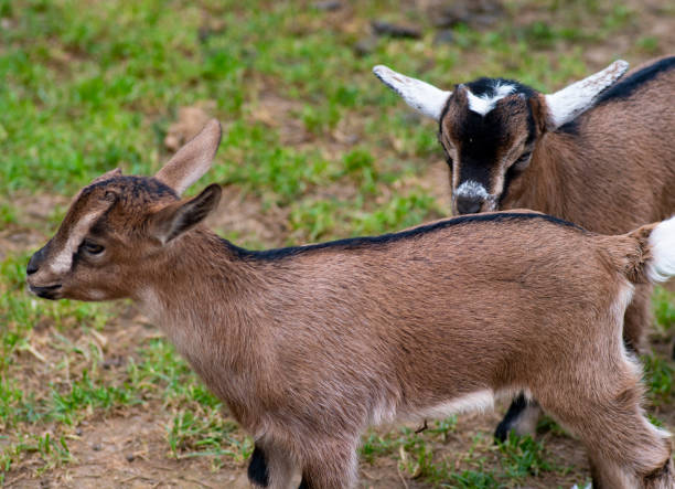 istock Two cute goat in spring green grass 1150449899
