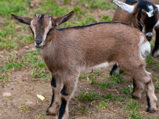 istock Two cute goat in spring green grass 1150449911