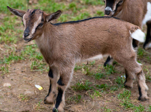 istock Two cute goat in spring green grass 1150449930