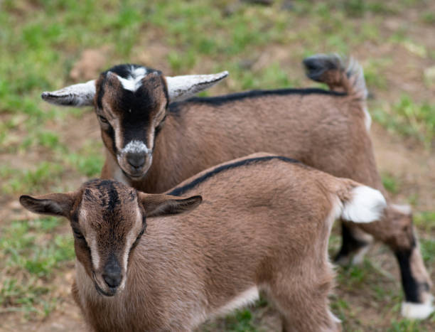istock Two cute goat in spring green grass 1150450002
