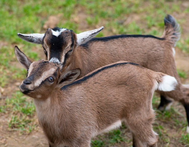istock Two cute goat in spring green grass 1150450006