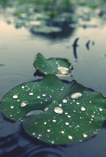 A selective focus view of a small lotus leaf on a rainy day