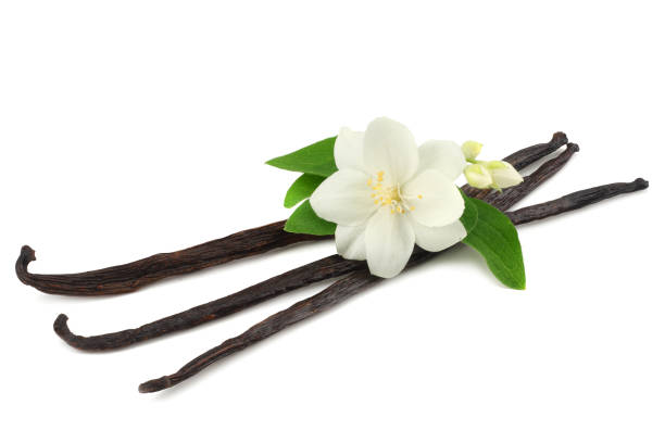 istock Vanilla sticks with white flower isolated on white background 1150450336