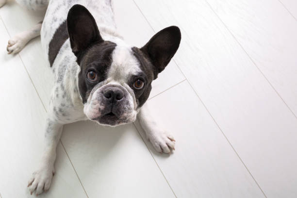istock French bulldog posing on the floor 1150451959