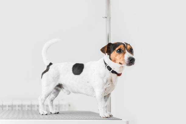 istock Jack russell at veterinarian 1150452114