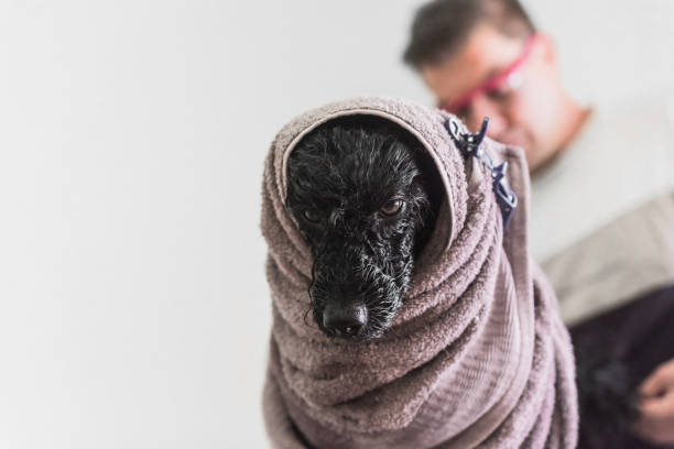 istock Styling and drying dog's hair 1150452144