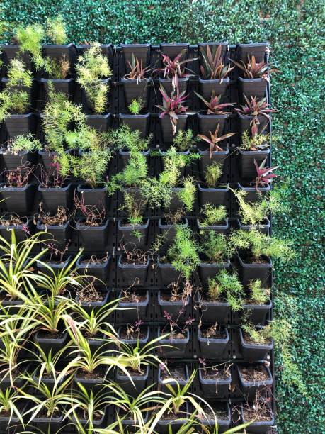 image du mur vivant de jardin des plantes de fuite poussant dans des pots en plastique carrés noirs, façade de mur vivant vert et violet de la photo de plantation de feuillage vert avec des fougères d’asperge, plantes d’araignée, nécessitant le sy - plant size photos et images de collection