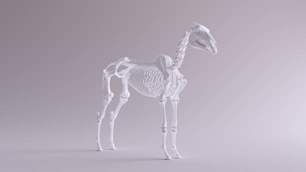 istock Horse Skeletal System Anatomical Model 3 Quarter Front Left View 1150453042