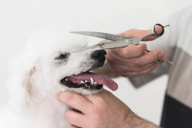 istock White poodle at grooming salon 1150453414
