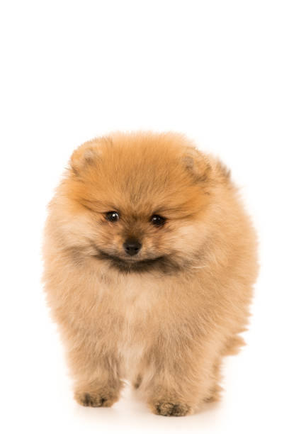 istock cute Little young pomeranian cob isolated over white 1150453592