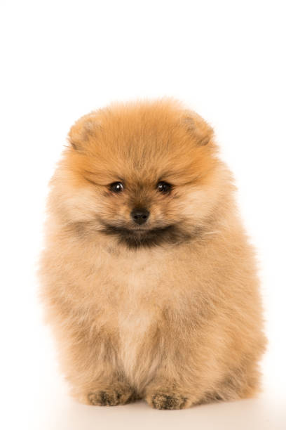 istock cute Little young pomeranian cob isolated over white 1150453596