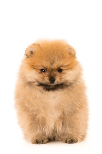 istock cute Little young pomeranian cob isolated over white 1150453601
