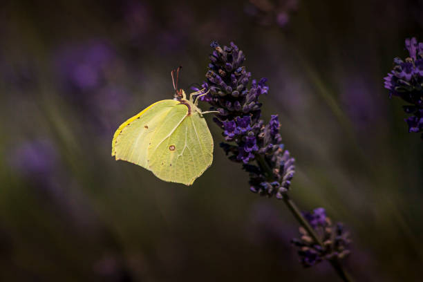 istock Flowering lavender irresistibly attract butterflies 1150454071