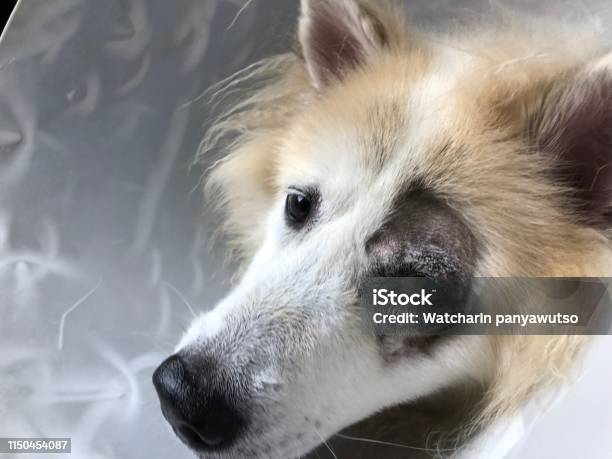 The Dog Eye After Surgery Eyelid Tumor Stock Photo - Download Image Now - Anesthetic, Animal Body Part, Animal Eye - iStock