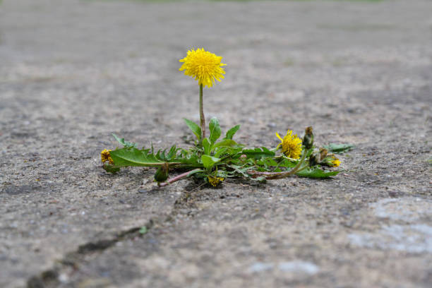 single dandelion flower breaks its way through the concrete, concept power of nature, copy space stock photo