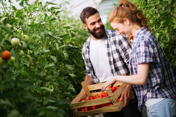 istock Two people working in a greenhouse. 1150455536